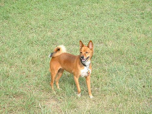 A dog image from https://images.dog.ceo/breeds/basenji/n02110806_1778.jpg