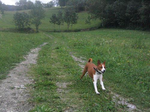 A dog image from https://images.dog.ceo/breeds/basenji/n02110806_1841.jpg