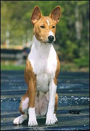 A dog image from https://images.dog.ceo/breeds/basenji/n02110806_2006.jpg