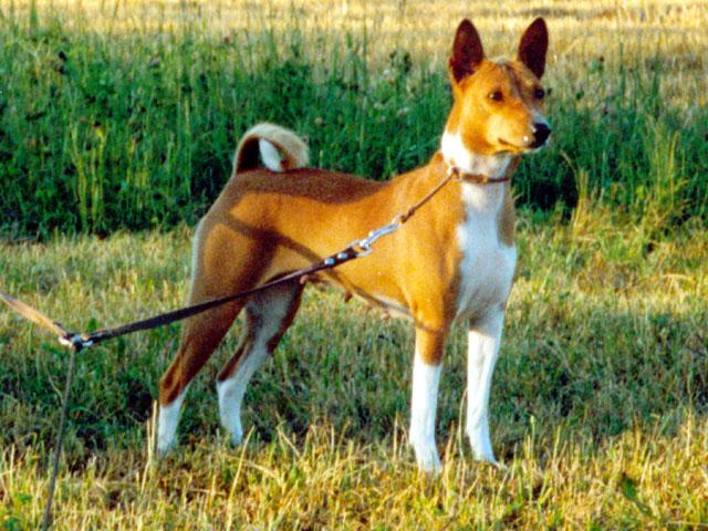 A dog image from https://images.dog.ceo/breeds/basenji/n02110806_2249.jpg