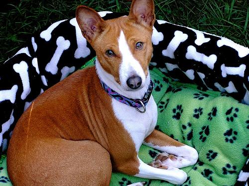 A dog image from https://images.dog.ceo/breeds/basenji/n02110806_2356.jpg