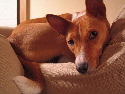 A dog image from https://images.dog.ceo/breeds/basenji/n02110806_238.jpg