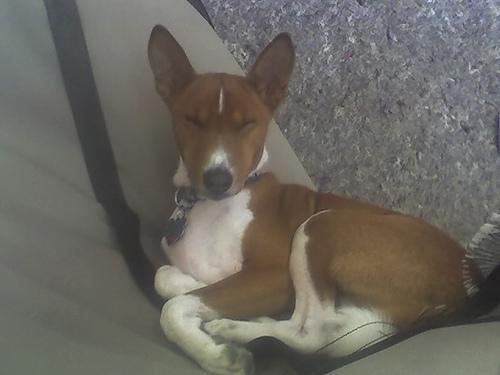 A dog image from https://images.dog.ceo/breeds/basenji/n02110806_2421.jpg