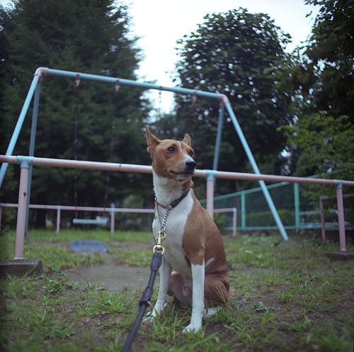 A dog image from https://images.dog.ceo/breeds/basenji/n02110806_2551.jpg