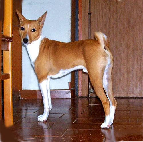 A dog image from https://images.dog.ceo/breeds/basenji/n02110806_2627.jpg