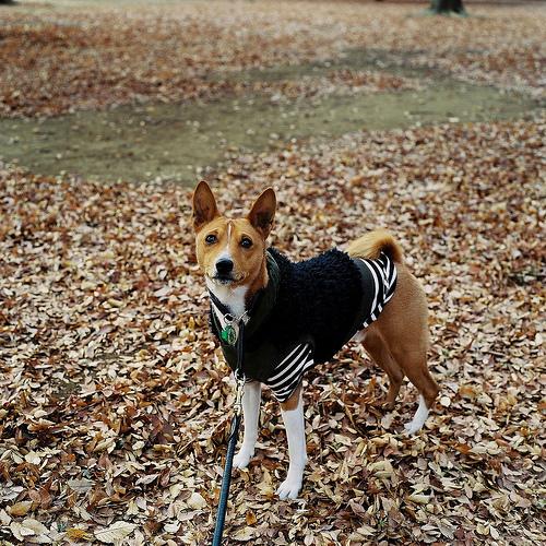 A dog image from https://images.dog.ceo/breeds/basenji/n02110806_2716.jpg