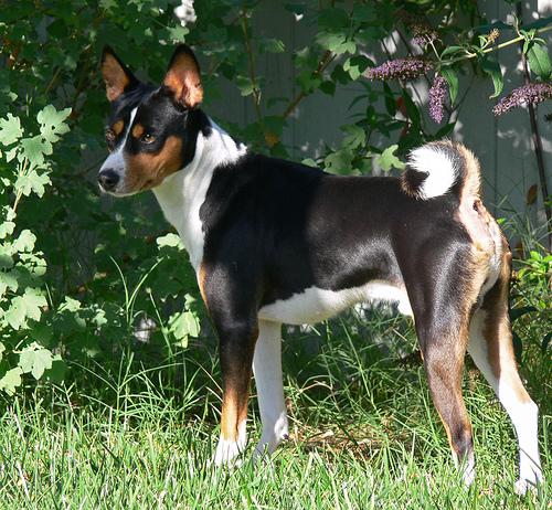 A dog image from https://images.dog.ceo/breeds/basenji/n02110806_2995.jpg