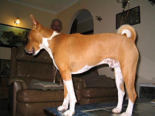 A dog image from https://images.dog.ceo/breeds/basenji/n02110806_2997.jpg