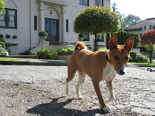 A dog image from https://images.dog.ceo/breeds/basenji/n02110806_3006.jpg