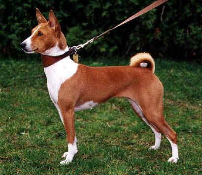 A dog image from https://images.dog.ceo/breeds/basenji/n02110806_3008.jpg