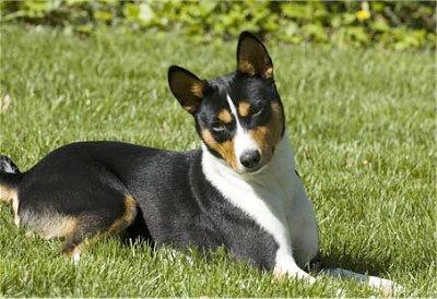 A dog image from https://images.dog.ceo/breeds/basenji/n02110806_3138.jpg