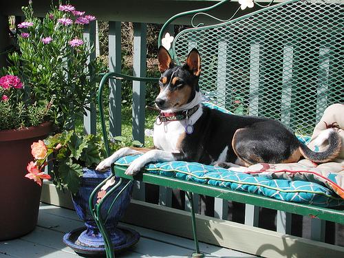 A dog image from https://images.dog.ceo/breeds/basenji/n02110806_3331.jpg