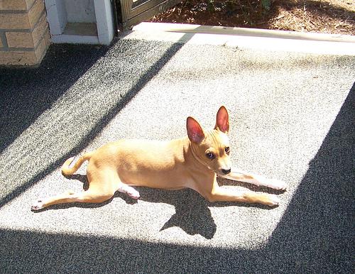 A dog image from https://images.dog.ceo/breeds/basenji/n02110806_3489.jpg