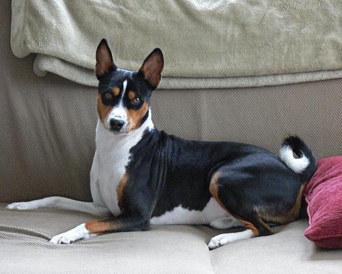 A dog image from https://images.dog.ceo/breeds/basenji/n02110806_3531.jpg