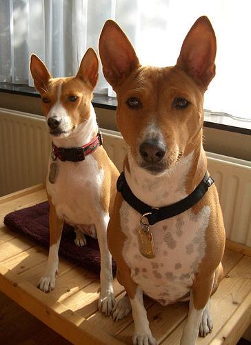 A dog image from https://images.dog.ceo/breeds/basenji/n02110806_3638.jpg