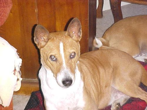 A dog image from https://images.dog.ceo/breeds/basenji/n02110806_3781.jpg