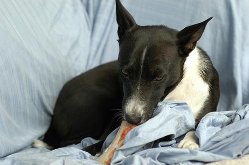 A dog image from https://images.dog.ceo/breeds/basenji/n02110806_3955.jpg