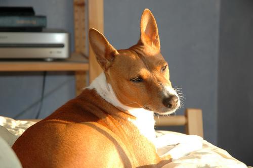 A dog image from https://images.dog.ceo/breeds/basenji/n02110806_3971.jpg