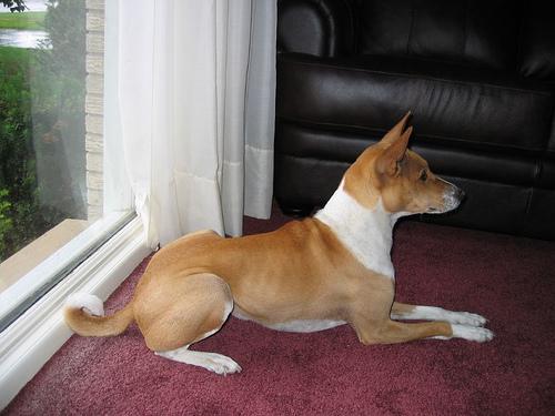 A dog image from https://images.dog.ceo/breeds/basenji/n02110806_4179.jpg