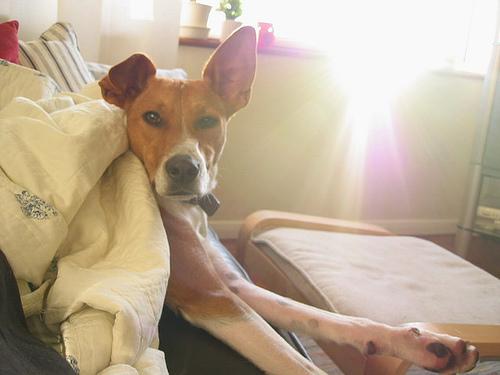 A dog image from https://images.dog.ceo/breeds/basenji/n02110806_4291.jpg