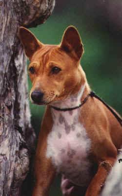 A dog image from https://images.dog.ceo/breeds/basenji/n02110806_4297.jpg