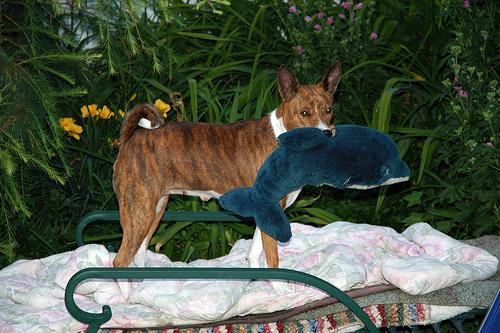 A dog image from https://images.dog.ceo/breeds/basenji/n02110806_4307.jpg