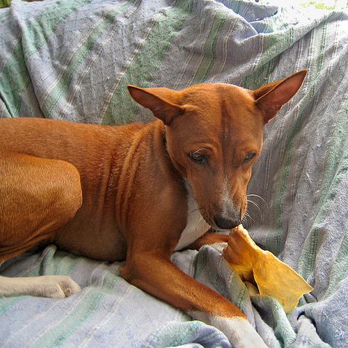 A dog image from https://images.dog.ceo/breeds/basenji/n02110806_4322.jpg