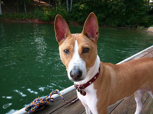 A dog image from https://images.dog.ceo/breeds/basenji/n02110806_4331.jpg