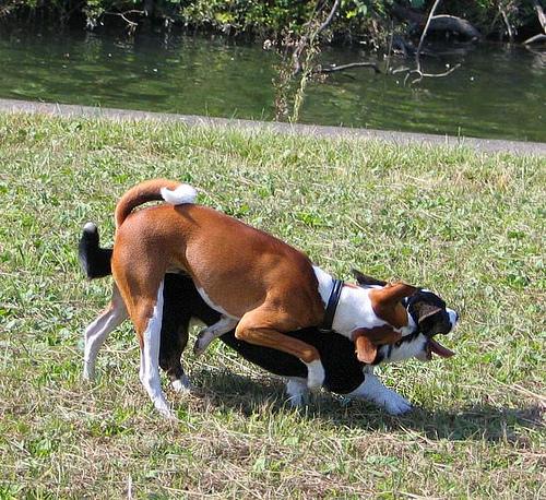 A dog image from https://images.dog.ceo/breeds/basenji/n02110806_4853.jpg