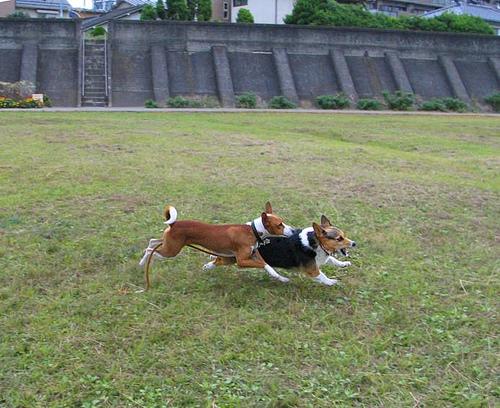 A dog image from https://images.dog.ceo/breeds/basenji/n02110806_4876.jpg