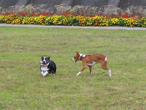 A dog image from https://images.dog.ceo/breeds/basenji/n02110806_4966.jpg