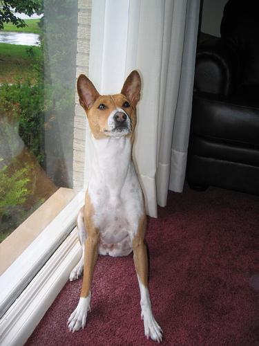 A dog image from https://images.dog.ceo/breeds/basenji/n02110806_5343.jpg