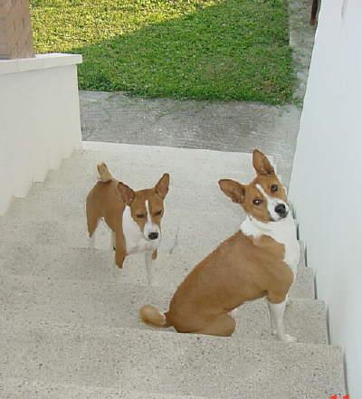 A dog image from https://images.dog.ceo/breeds/basenji/n02110806_5389.jpg