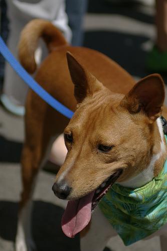 A dog image from https://images.dog.ceo/breeds/basenji/n02110806_563.jpg