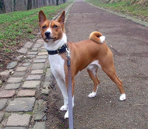 A dog image from https://images.dog.ceo/breeds/basenji/n02110806_5688.jpg