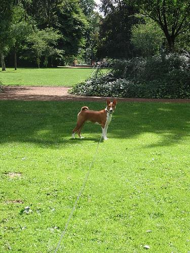 A dog image from https://images.dog.ceo/breeds/basenji/n02110806_5971.jpg