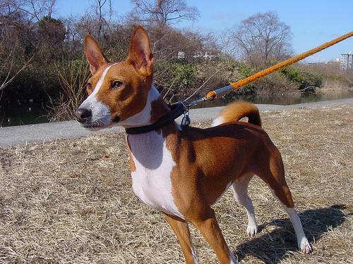 A dog image from https://images.dog.ceo/breeds/basenji/n02110806_6066.jpg