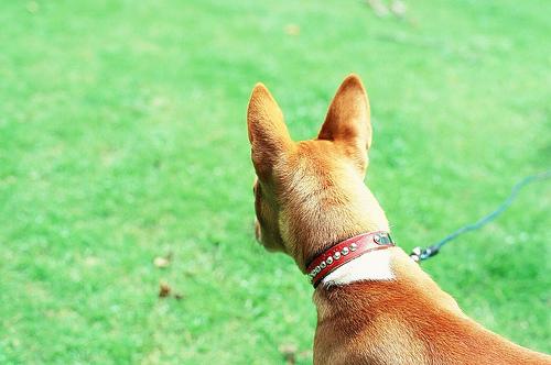 A dog image from https://images.dog.ceo/breeds/basenji/n02110806_6282.jpg