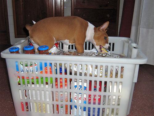 A dog image from https://images.dog.ceo/breeds/basenji/n02110806_6323.jpg