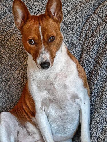 A dog image from https://images.dog.ceo/breeds/basenji/n02110806_6380.jpg