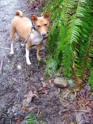 A dog image from https://images.dog.ceo/breeds/basenji/n02110806_749.jpg