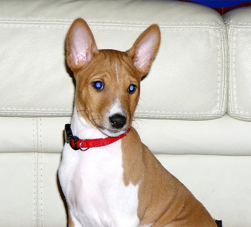 A dog image from https://images.dog.ceo/breeds/basenji/n02110806_839.jpg