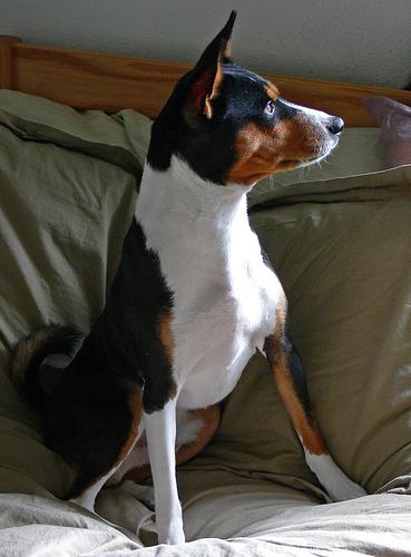 basenji