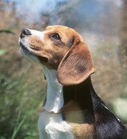 A dog image from https://images.dog.ceo/breeds/beagle/n02088364_10947.jpg