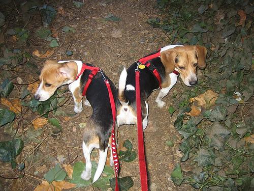 A dog image from https://images.dog.ceo/breeds/beagle/n02088364_11130.jpg