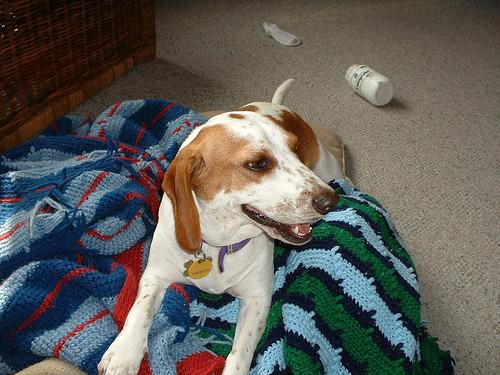 A dog image from https://images.dog.ceo/breeds/beagle/n02088364_11231.jpg