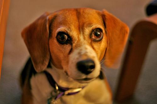 beagle