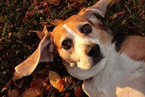 A dog image from https://images.dog.ceo/breeds/beagle/n02088364_11836.jpg