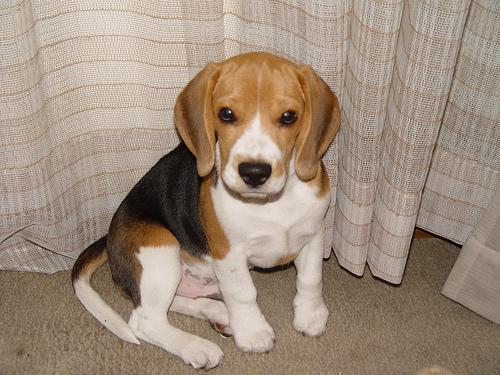 A dog image from https://images.dog.ceo/breeds/beagle/n02088364_12124.jpg