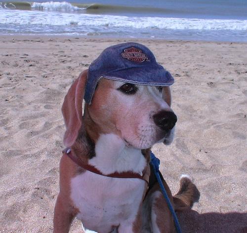 A dog image from https://images.dog.ceo/breeds/beagle/n02088364_12397.jpg